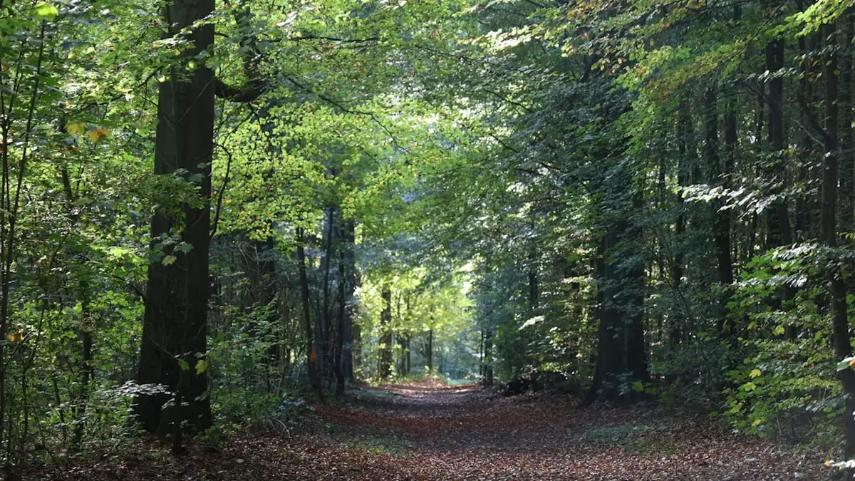 Se ressourcer en marchant dans la nature : l'art de faire simple
