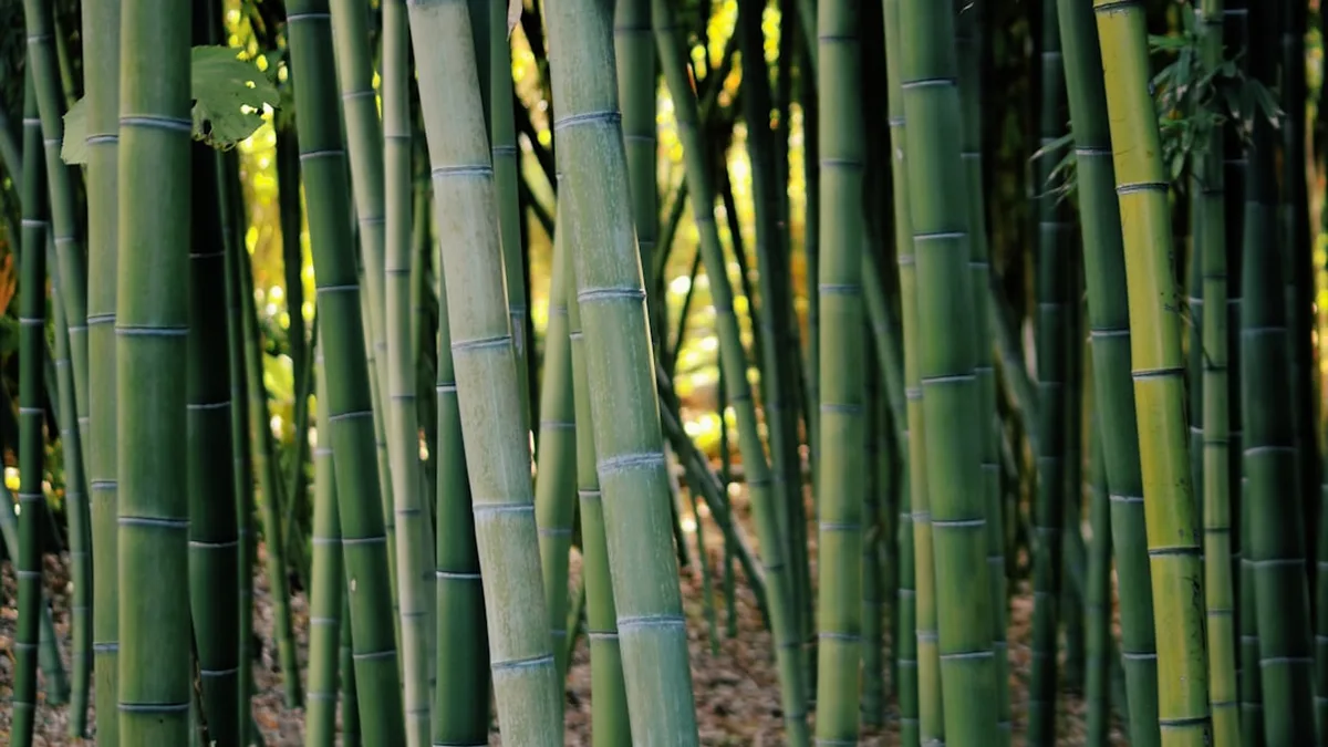 Que faire avec des bambous coupés : 12 idées au jardin